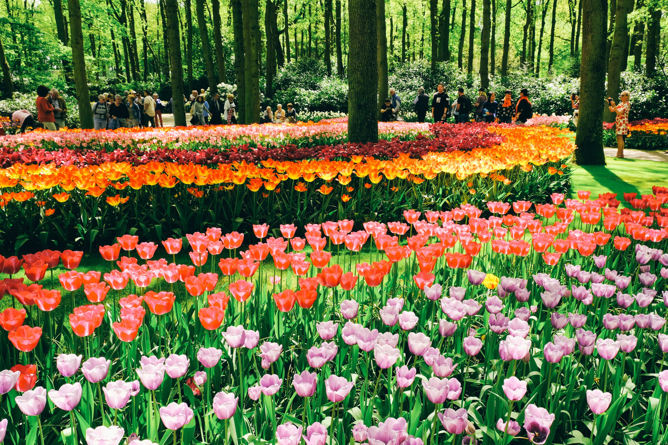 Amsterdam, il Keukenhof e l’Asta dei Fiori Alberto Urbani